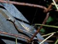 Oecanthus&nbsp;pellucens